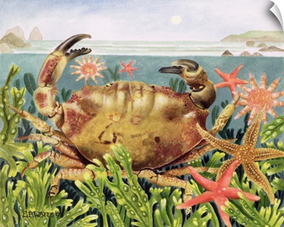 Furrowed Crab with Starfish Underwater, 1997