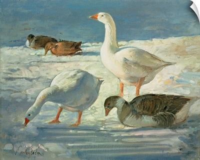 Geese and Mallards, 2000