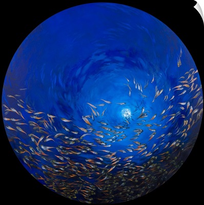 Glass Fish 2, 2009
