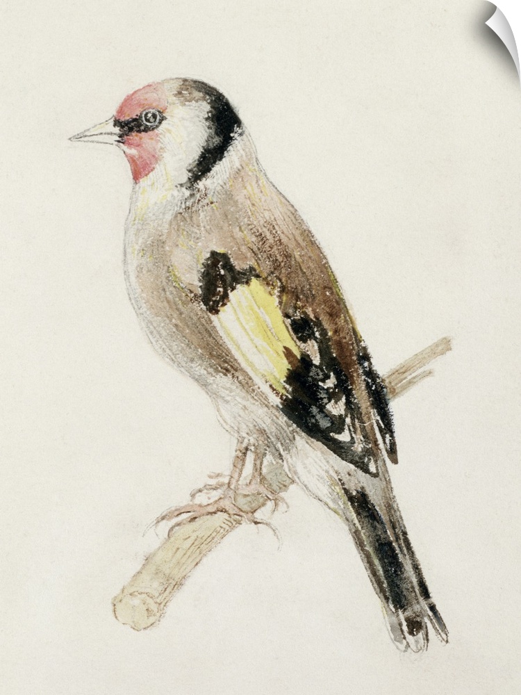 LMG109187 Credit: Goldfinch, from The Farnley Book of Birds, c.1816 (pencil and w/c on paper) by Joseph Mallord William Tu...
