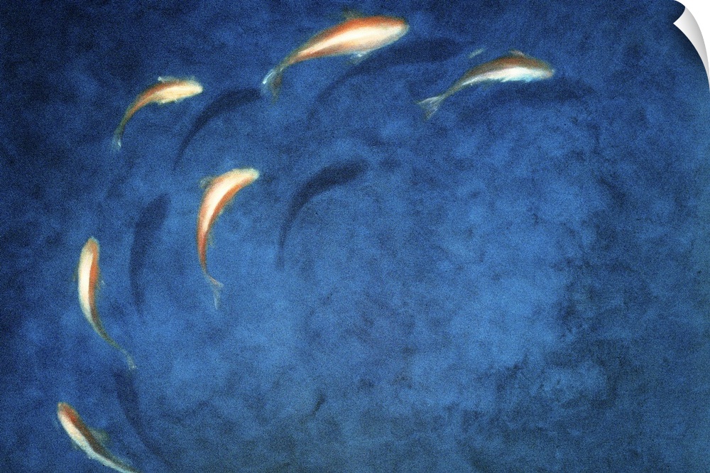 Artwork of fish swimming in a pond in a circular pattern.