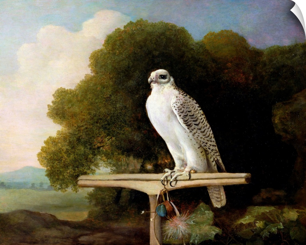 XYC158022 Greenland Falcon (Grey Falcon), 1780 (oil on panel) by Stubbs, George (1724-1806)