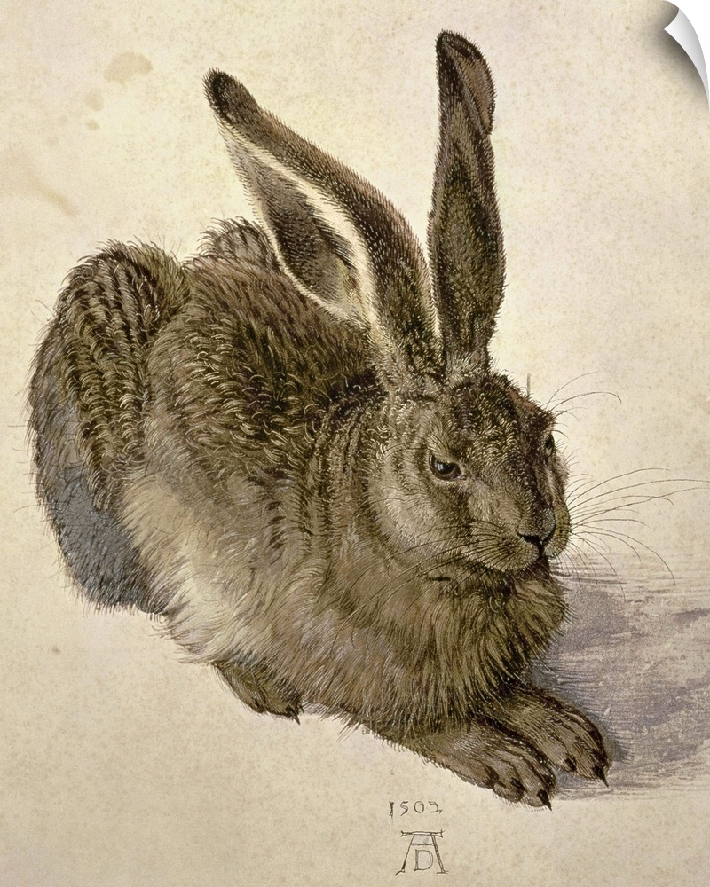 XAM387 Hare, 1502 (w/c on paper)  by Durer or Duerer, Albrecht (1471-1528); watercolour on paper; Graphische Sammlung Albe...