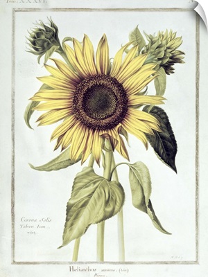 Helianthus Annuus (Sunflower)