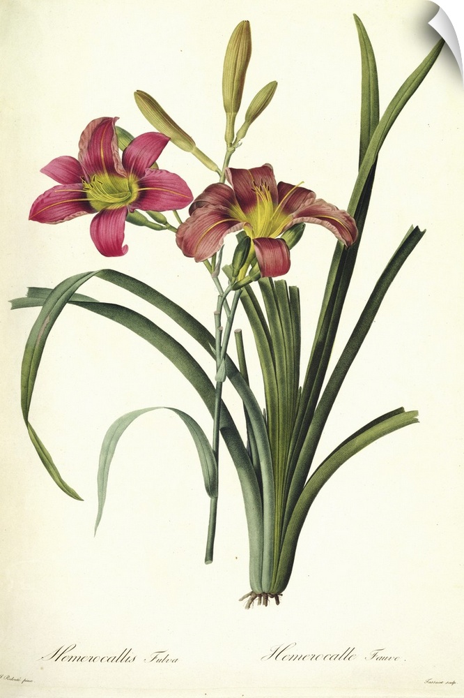 Hemerocallis fulva (lily), from, Les Liliacees, 1808-16