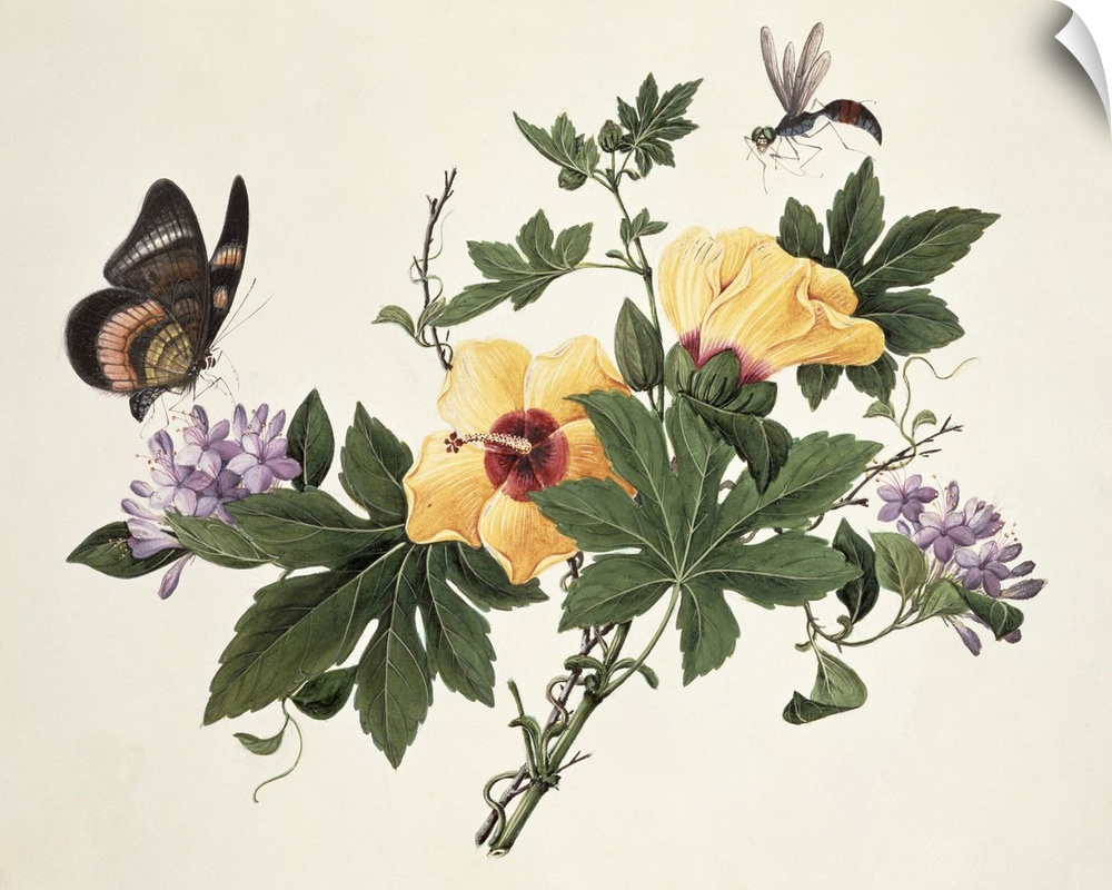 Hibiscus and Butterfly (w/c on paper); by Chinese School, (19th century); watercolour on paper; Fitzwilliam Museum, Univer...