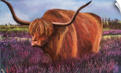 Highland Bull In Scotish Heather, 2018