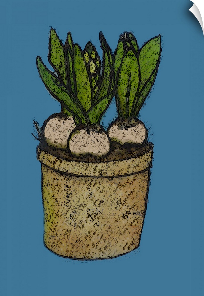 Hyacinths In A Pot
