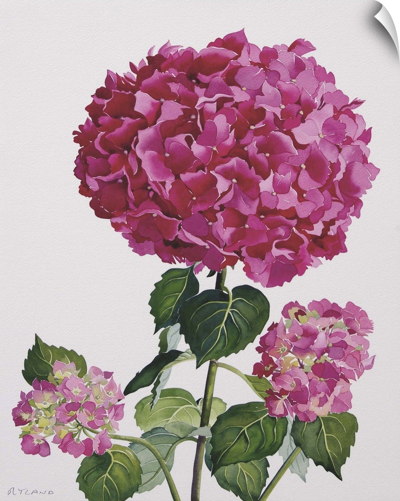 Contemporary painting of a pink flowering hydrangea.