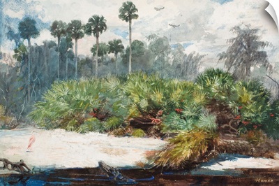 In A Florida Jungle