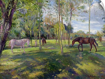 In the Rectory Paddock, 1993