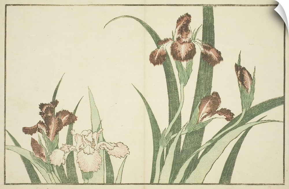 Iris, from The Picture Book of Realistic Paintings of Hokusai, Hokusai shashin gafu, c.1814, colour woodblock print, album...
