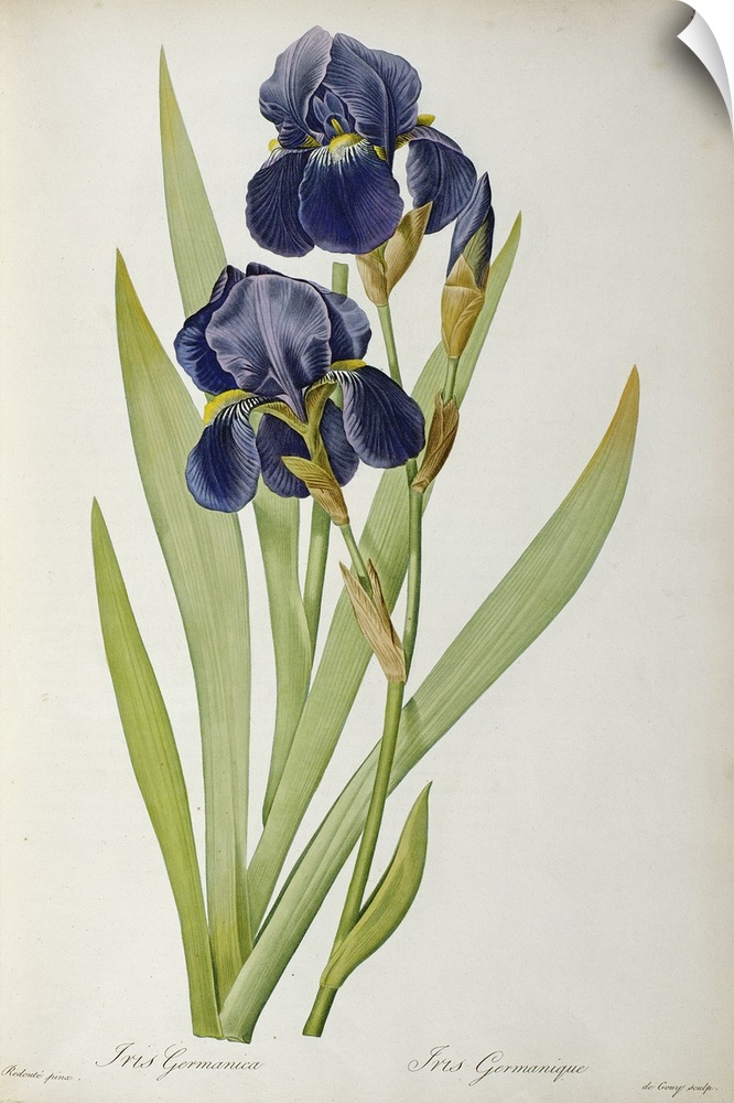 BAL46145 Iris Germanica, from `Les Liliacees', 1805 (coloured engraving)  by Redoute, Pierre Joseph (1759-1840); Linnean S...