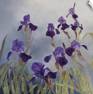 Iris Hybrida, 2015