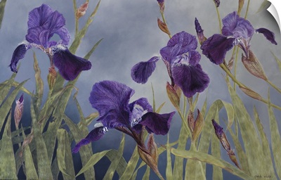 Iris Hybrida (Detail), 2015