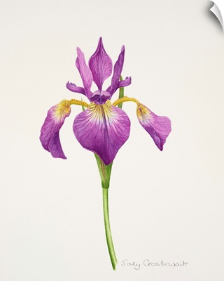 Iris laevitigata