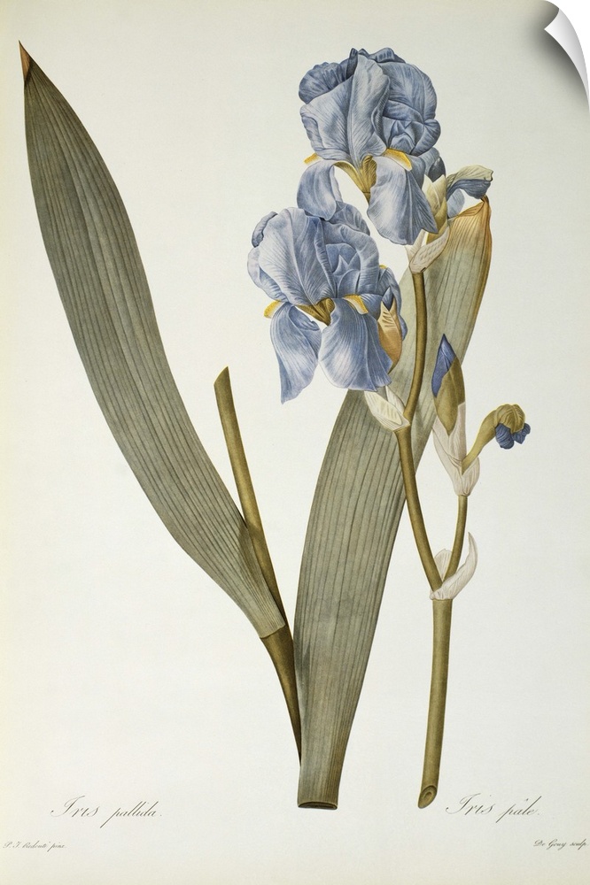BAL46192 Iris Pallida, from `Les Liliacees', 1812 (coloured engraving)  by Redoute, Pierre Joseph (1759-1840); Linnean Soc...
