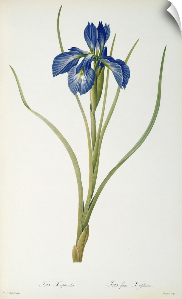 BAL46185 Iris Xyphioides, from `Les Liliacees', 1808 (coloured engraving)  by Redoute, Pierre Joseph (1759-1840); Linnean ...