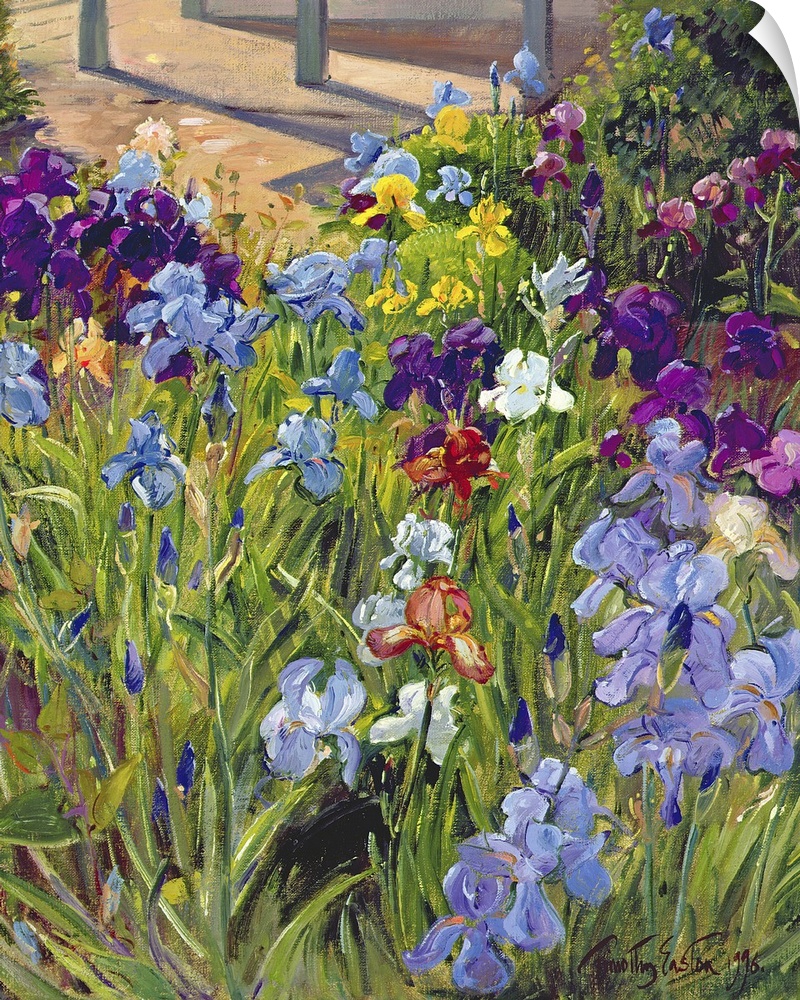 Oil painting by Timothy Easton featuring colorful iris flowers blooming in a garden.