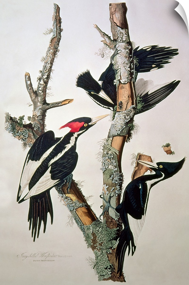 BAL5910 Ivory-billed Woodpecker, from 'Birds of America', 1829 (coloured engraving) (see 195912 for detail)  by Audubon, J...