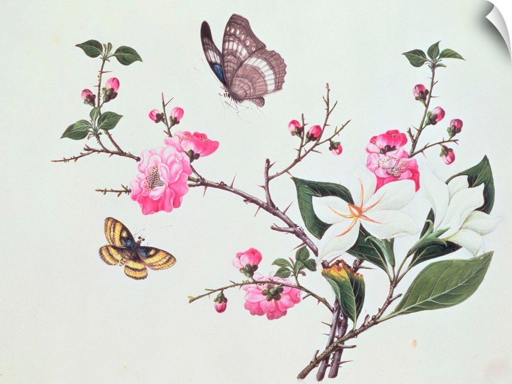 Japonica, Magnolia and Butterflies (w/c on paper); by Chinese School, (19th century); watercolour on paper Fitzwilliam Mus...