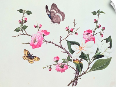 Japonica, Magnolia and Butterflies