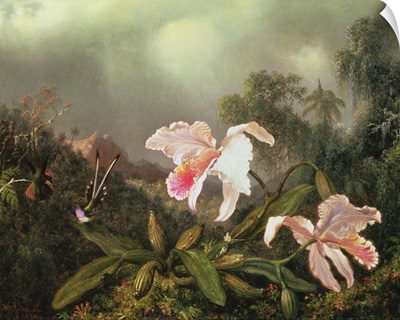 Jungle orchids and hummingbirds, 1872