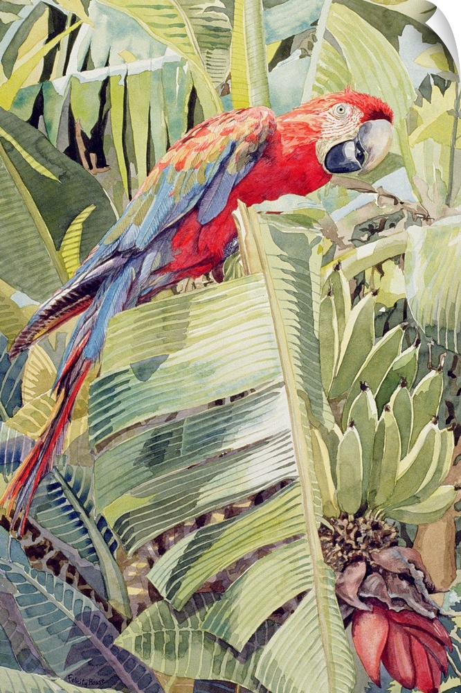 FCH153609 Jungle Parrot (w/c on paper) by House, Felicity