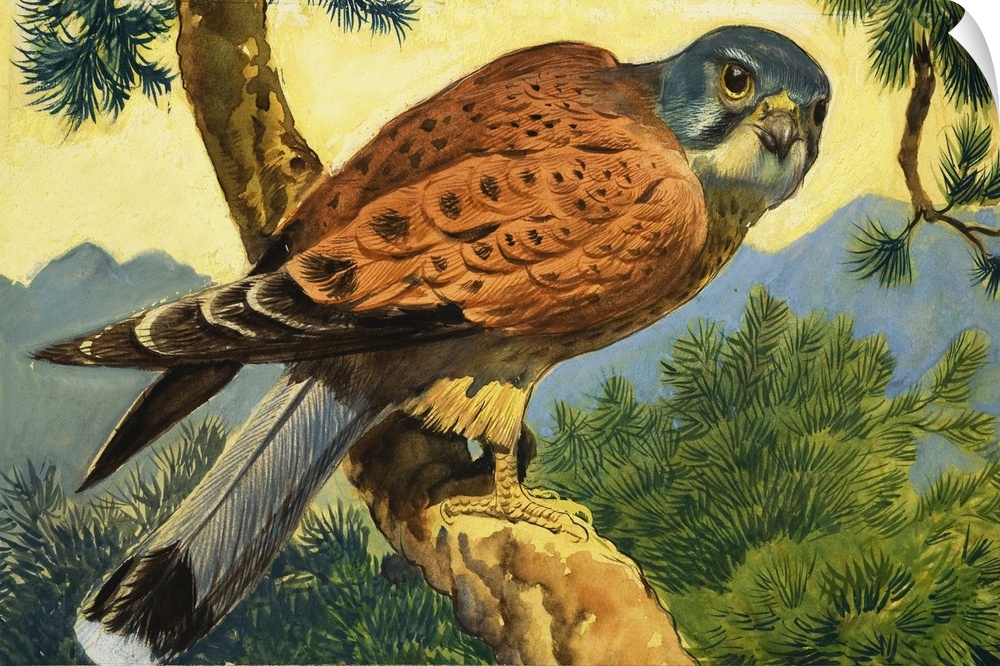Kestrel. Panel from cover quiz from Look and Learn no. 231 (18 June 1966).