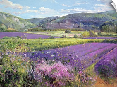 Lavender Fields in Old Provence