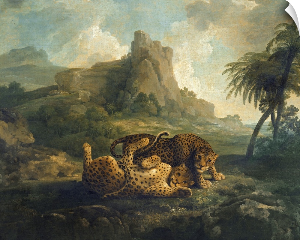 BAL72381 Leopards at Play, c.1763-8  by Stubbs, George (1724-1806); oil on canvas; 101.5x127 cm; Private Collection; Engli...