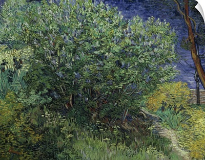 Lilac Bush, 1889