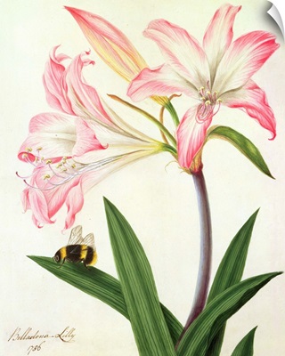 Lilium Belladonna and Bee, 1786