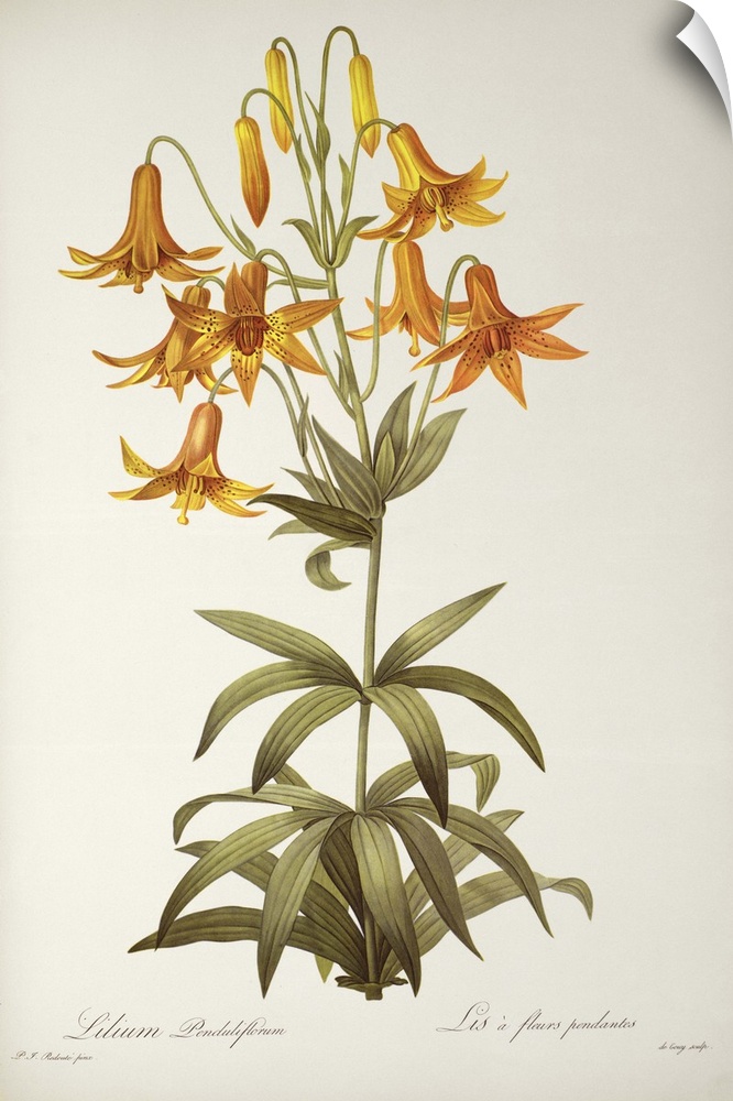 BAL46189 Lilium Penduliflorum, from `Les Liliacees', 1811 (coloured engraving)  by Redoute, Pierre Joseph (1759-1840); Lin...