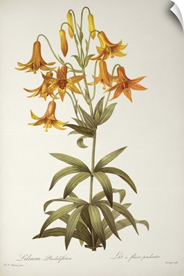 Lilium Penduliflorum, from Les Liliacees, 1811