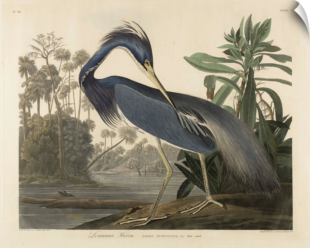1834; after John James Audubon (1785-1851). Originally a hand-colored aquatint on woven paper.