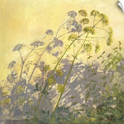 Lovage, Clematis and Shadows, 1999