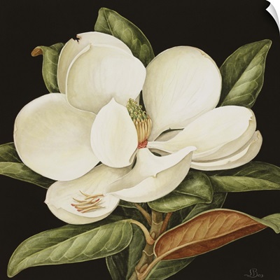 Magnolia Grandiflora, 2003