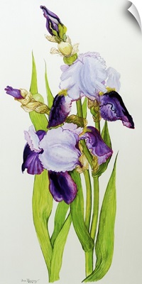 Mauve and purple irises with two buds