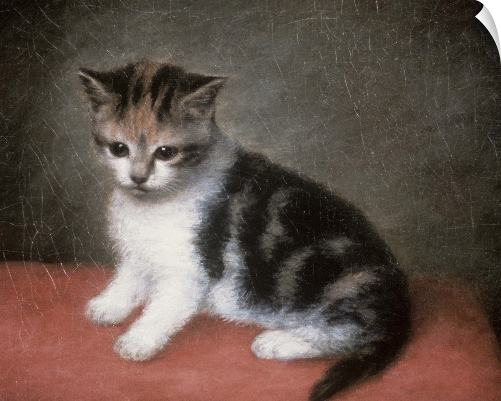 BAL4870 Miss Ann White's Kitten, 1790  by Stubbs, George (1724-1806); oil on canvas; 25.4x30.5 cm; Roy Miles Fine Painting...