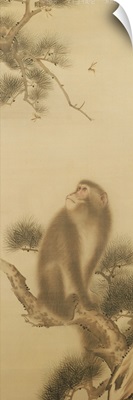 Monkey watching a dragonfly