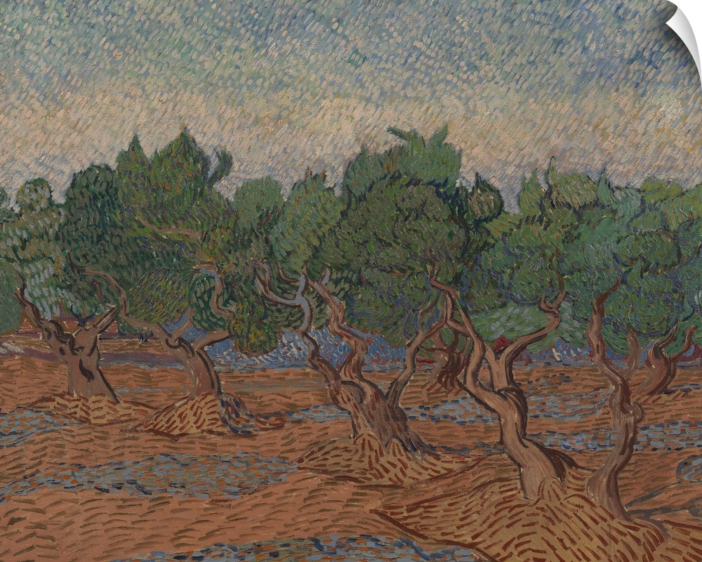 Olive Grove, 1889, oil on canvas.  By Vincent van Gogh (1853-90).