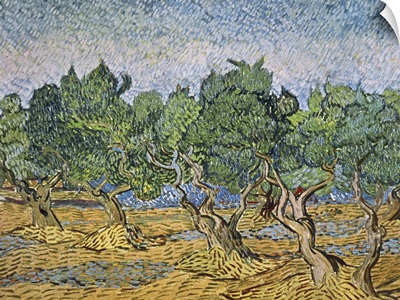 Olive Orchard, Violet Soil