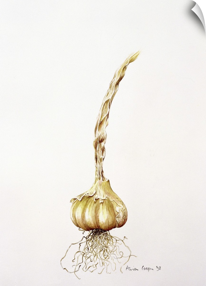 Onion, 1998