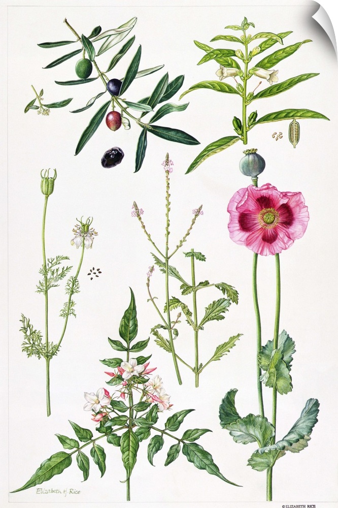 ERI64948 Opium Poppy and other plants (w/c)  by Rice, Elizabeth (Contemporary Artist); watercolour; Private Collection; En...