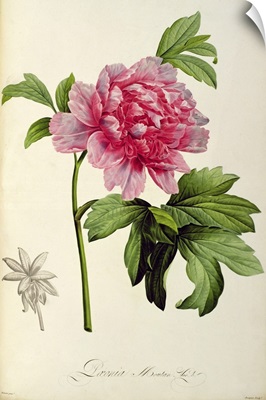 Paeonia Moutan, c.1799