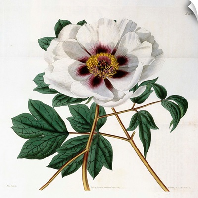 Paeonia suffruticosa Andr. var. papaveracea, 1788-1896