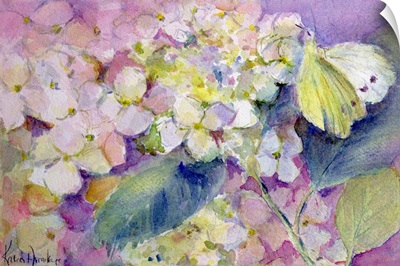 Pale Clouded Yellow Butterfly, Colias Hyale on Hydrangea