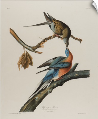 Passenger Pigeon, 1827-1838