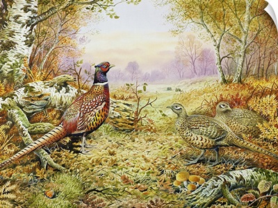 Pheasants in Woodland